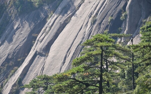 黃山圖片