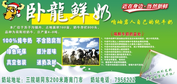 奶牛圖片