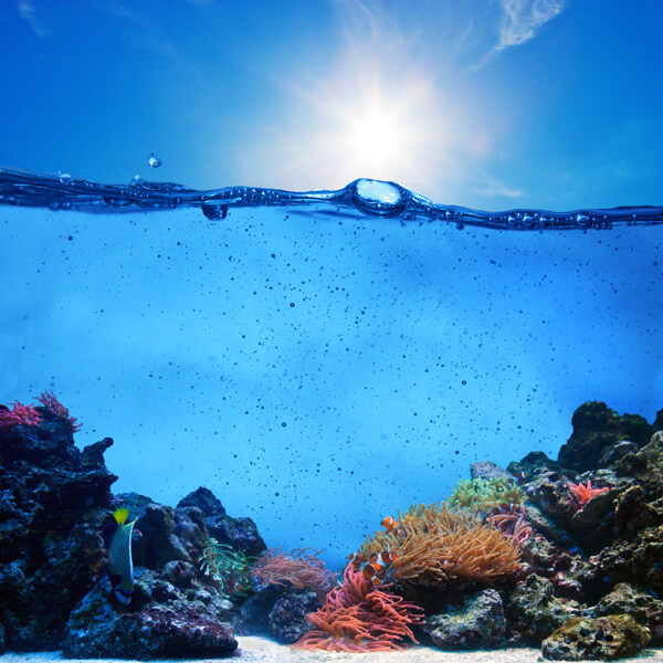美丽海底生物摄影