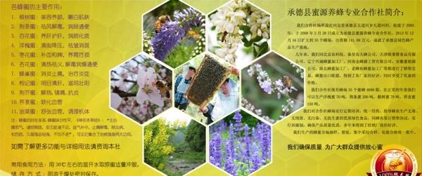 蜜蜂展板圖片