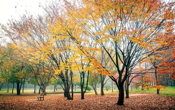上海共青森林公园秋色图