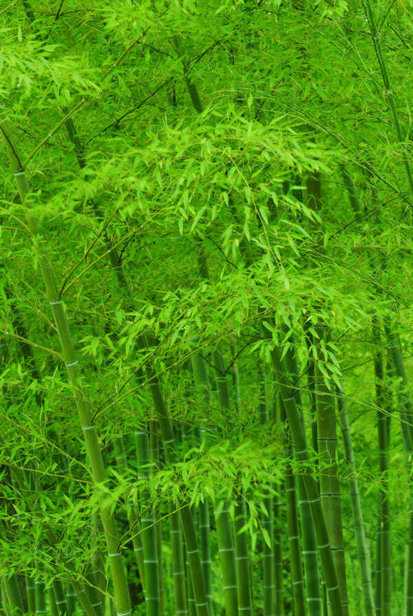 竹子圖片