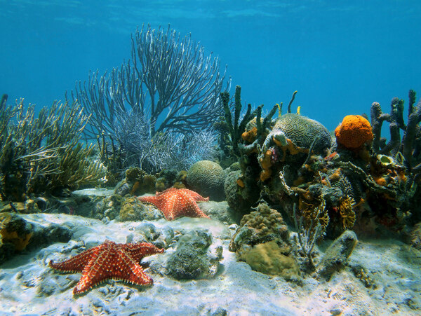 水底的珊瑚海星摄影图片
