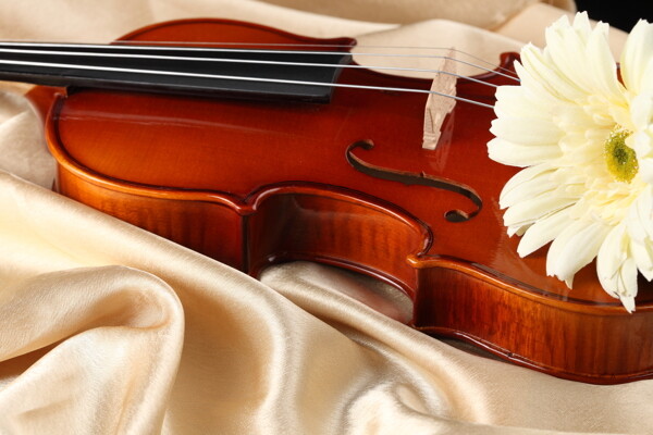 小提琴与鲜花图片