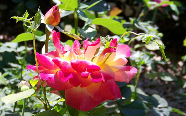 位圖植物花朵寫實(shí)花卉野花免費(fèi)素材