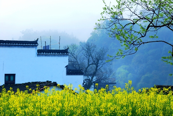 傳統(tǒng)的建筑朦朧的山巒和一片盛開的油菜花田