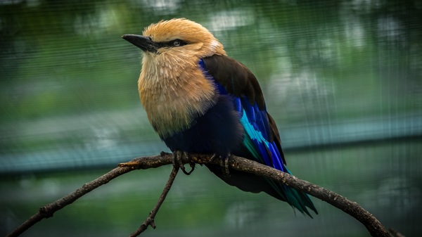 鸟类图片生物世界