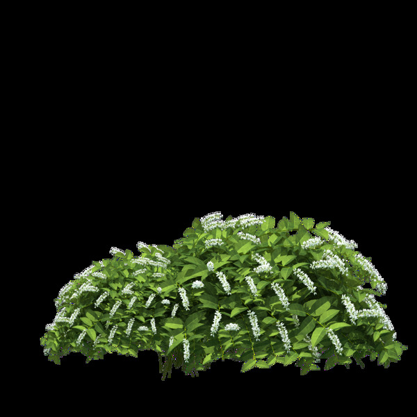 園林景觀樹木467圖片