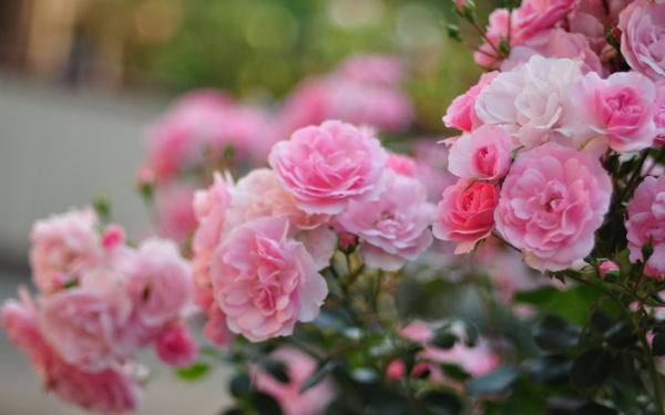 粉色蔷薇花图片