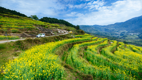 美麗梯田開(kāi)滿了黃色油菜花