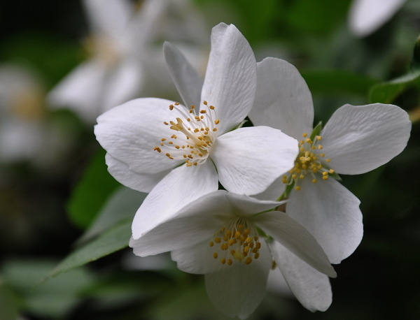 唯美白色花朵图片
