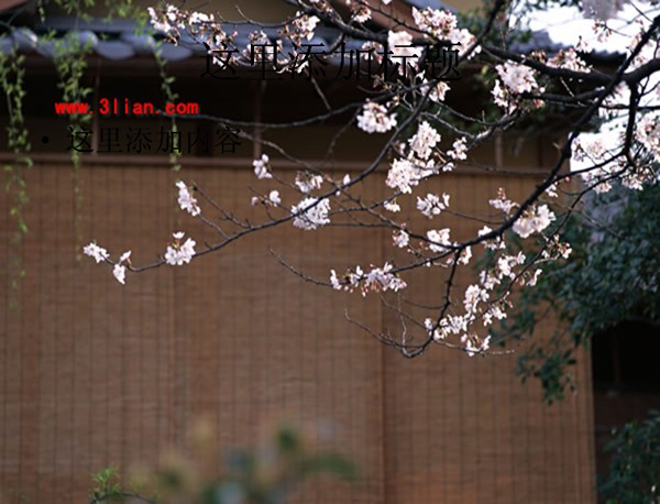 櫻花素材