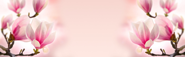 粉色郁金香温馨淘宝海报背景