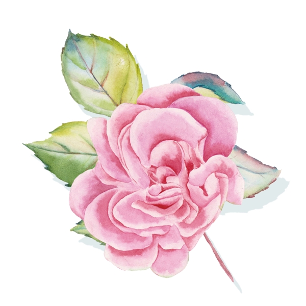 淡粉色花卉手绘可商用透明素材