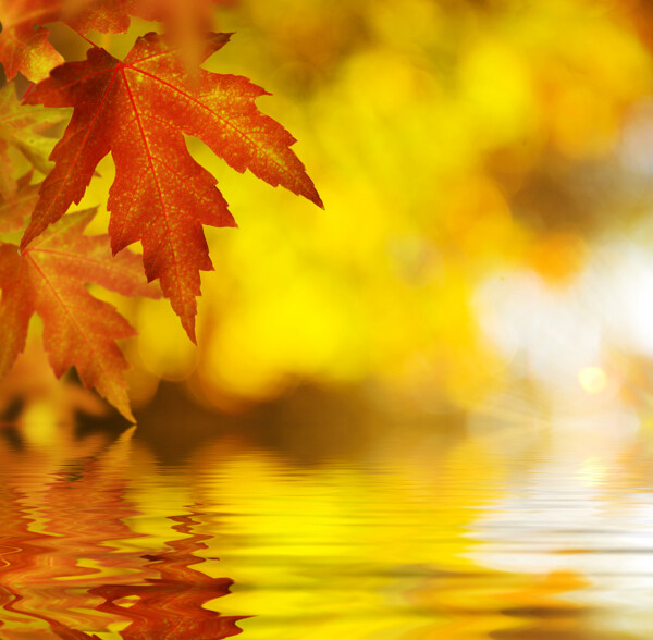 秋天枫叶水面倒影图片