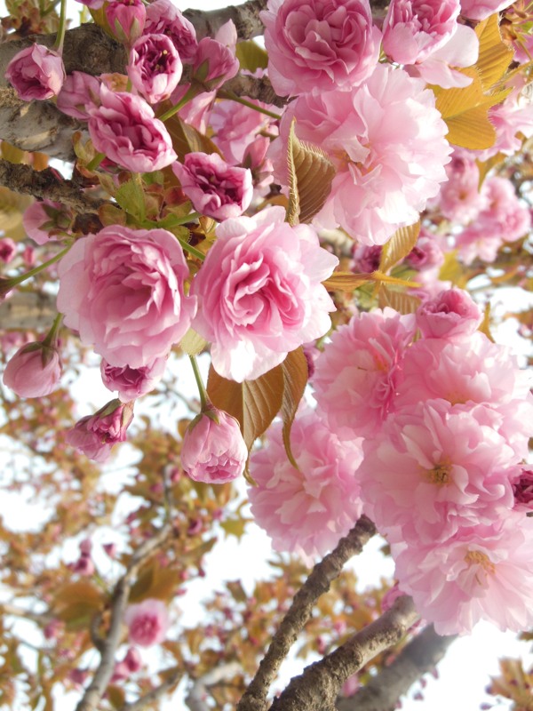 梅花圖片