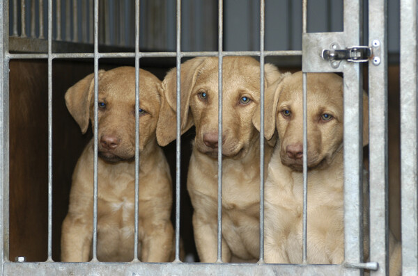 笼子里的三只狗图片