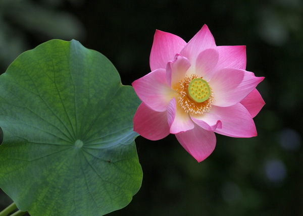 鮮艷粉色蓮花圖片