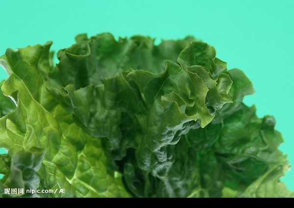 生菜圖片