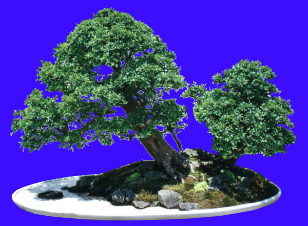 盆栽g034盆景盆花植物素材