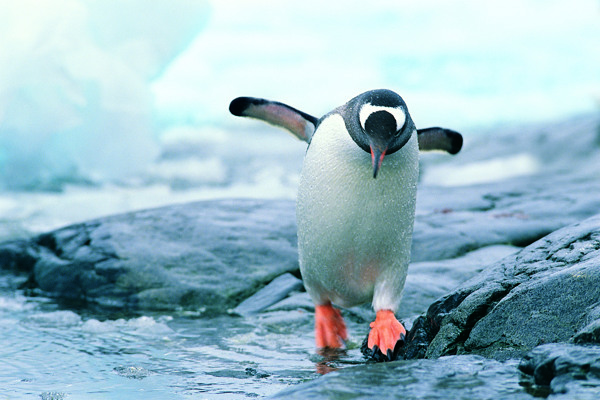 支棱着翅膀的可爱企鹅摄影高清图片