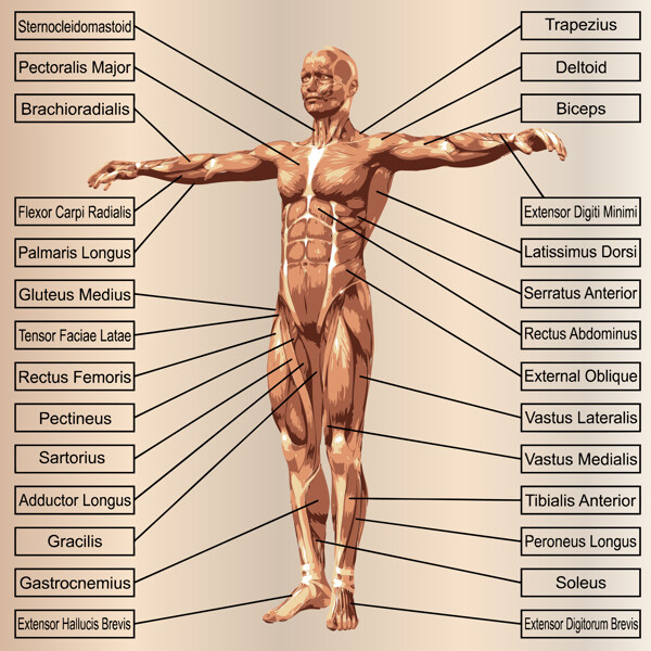 人体结构图名称图片