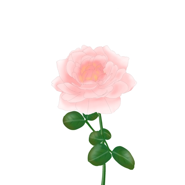玫瑰瑞典女王月季粉红色鲜花朵春天四季节