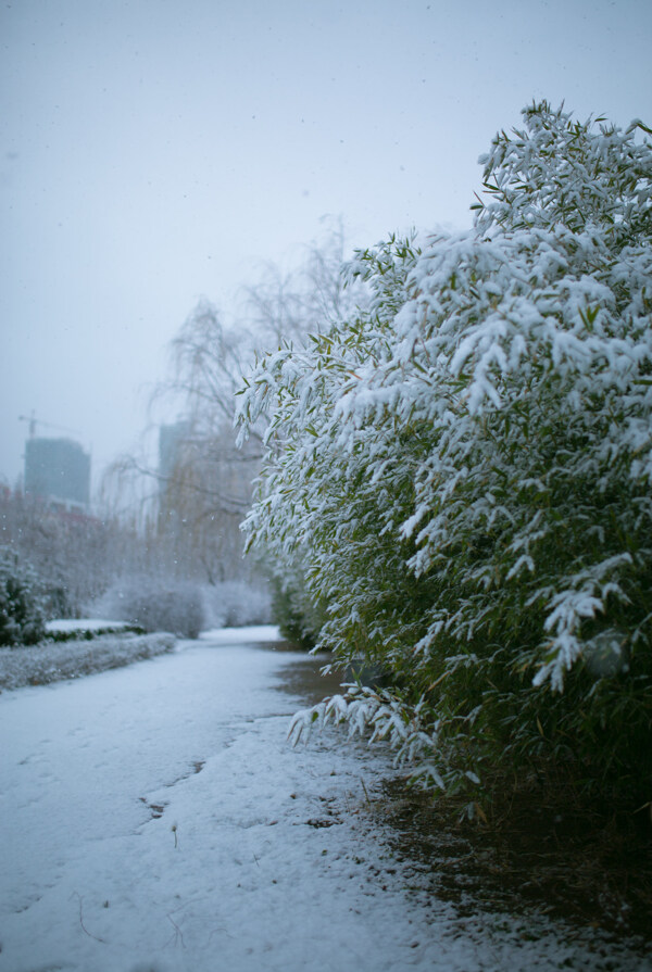 雪景图片