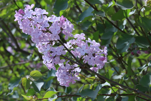 丁香花