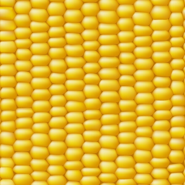 玉米的背景
