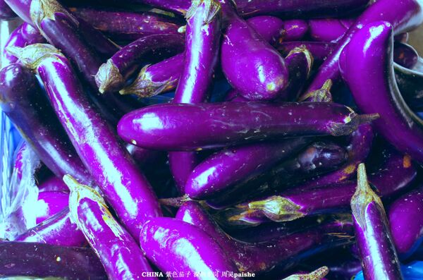 紫茄子蔬菜瓜果图片