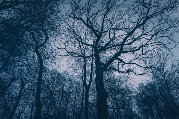 森林阴森夜晚植黑夜物图片素材