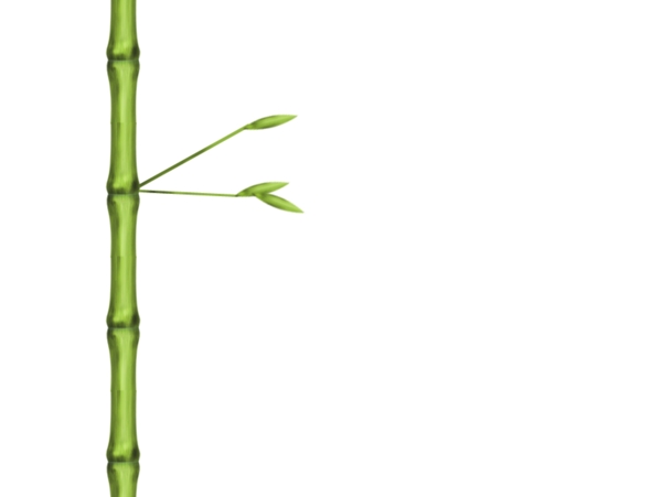 逼真绿色竹子
