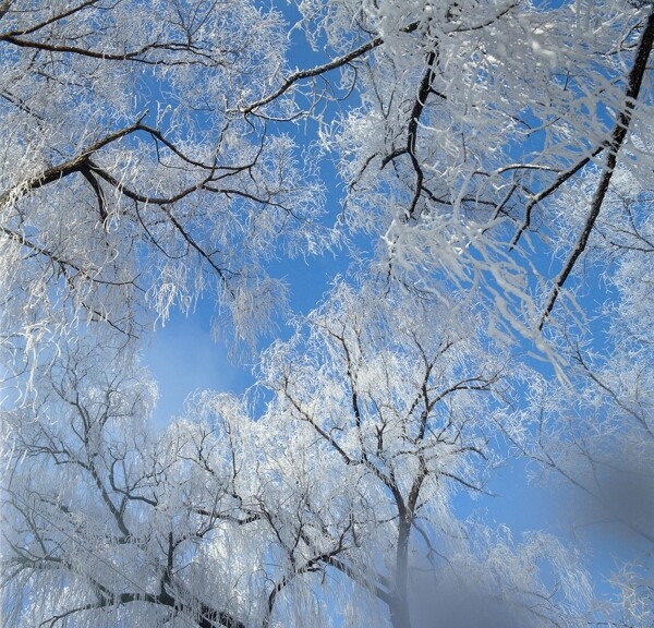 蓝天下的雪松