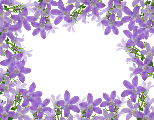 紫色花框图片