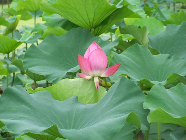 高清晰荷花