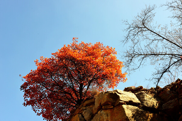 山西陵川红叶风景