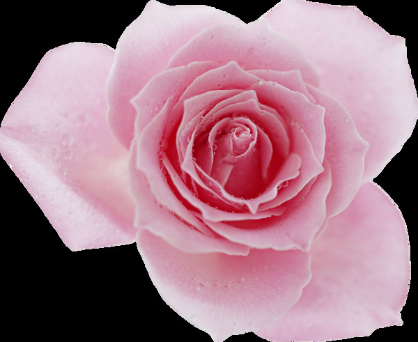 手绘粉色玫瑰卡通透明装饰合集