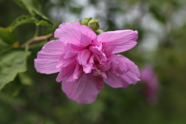 木槿花图片