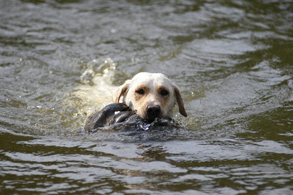游泳的狗狗