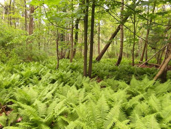 绿色树林植物风景图片
