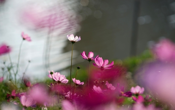 湿地波斯菊