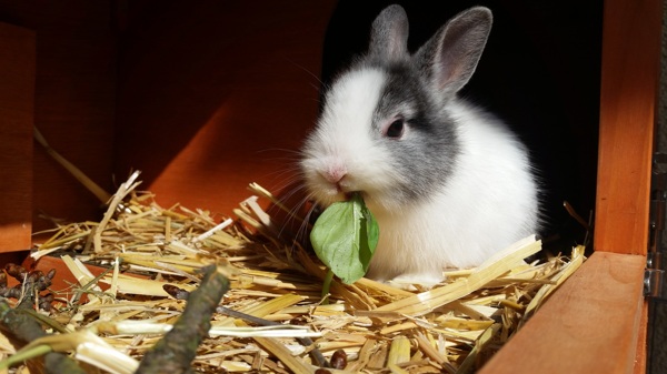 小兔子进食