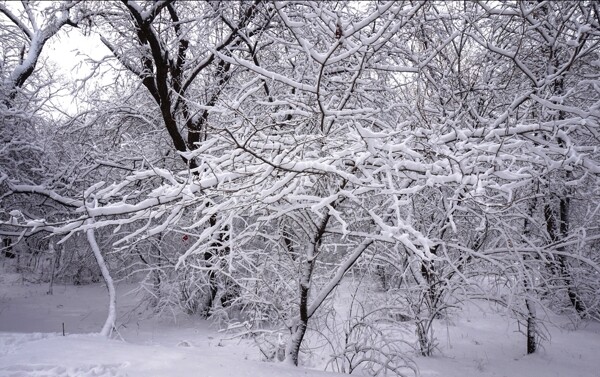雪压树枝图片