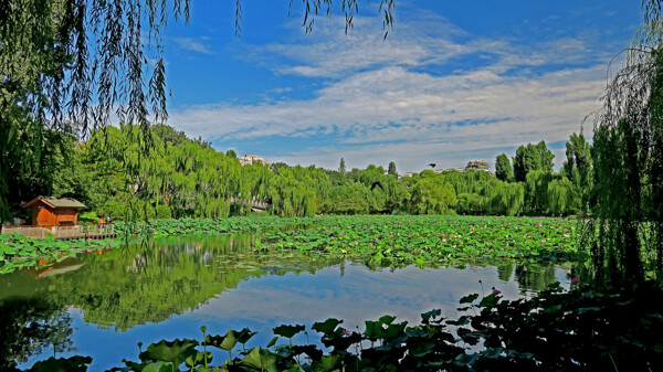 北京紫竹院公园风景