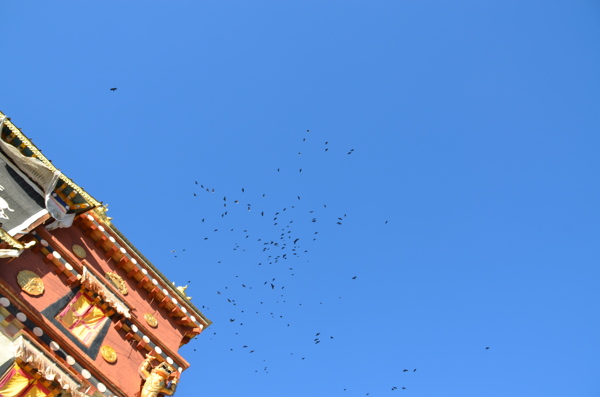 布达拉宫蓝天群鸟高飞