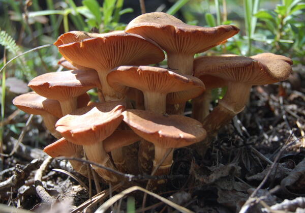 森林里的蘑菇