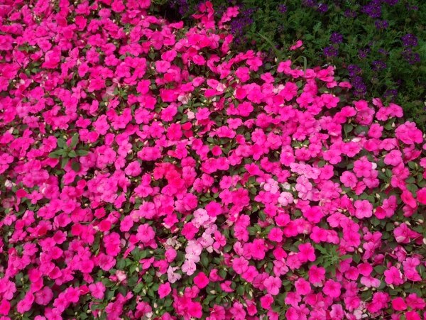 粉色鲜花丛图片
