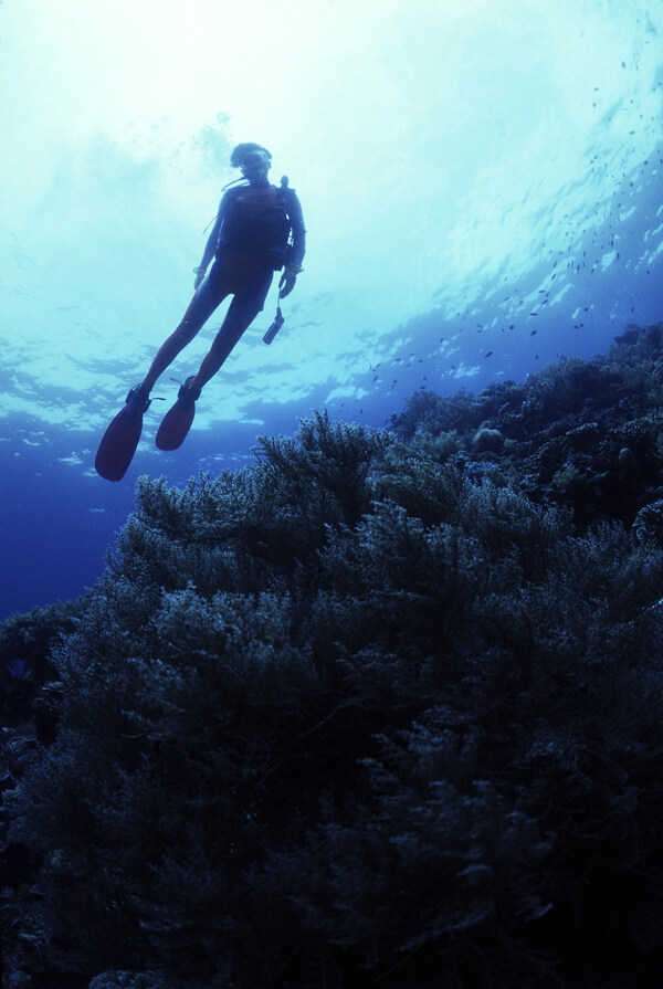 海底生物与潜水人员图片