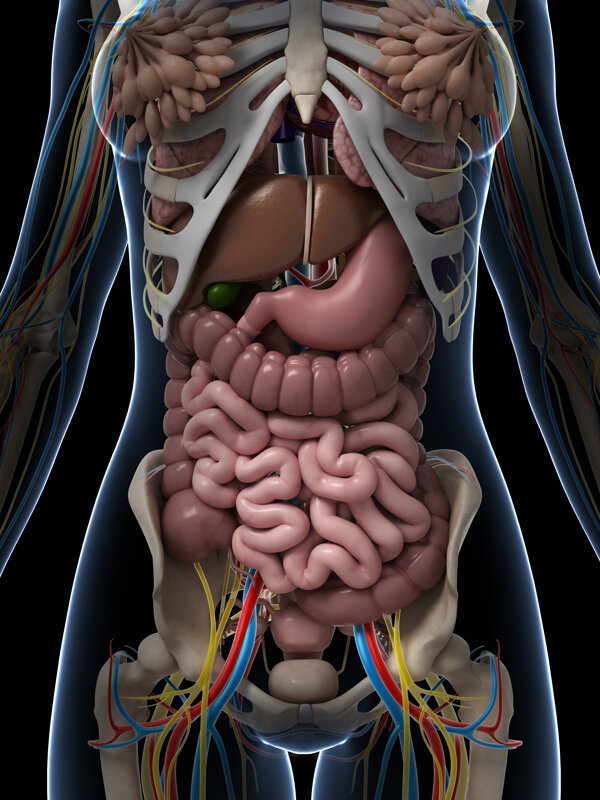 女性内脏器官模型图片